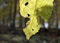 Blatt_DSC0367 Kopie.jpg   26.04